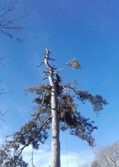 Élagage à Montauban et abattage d'arbres toutes hauteurs